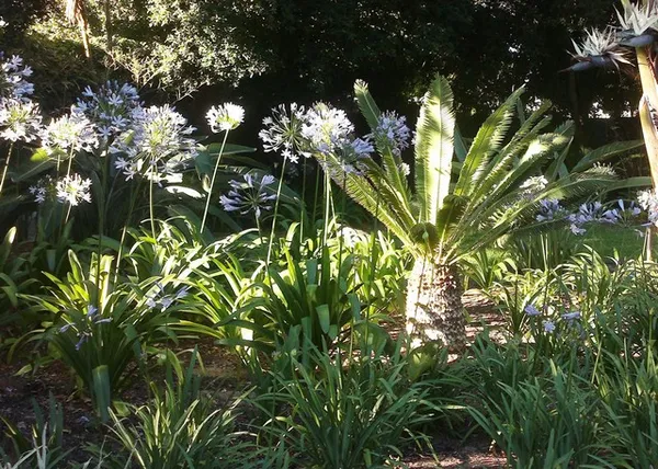 Landscaping services Cape Town